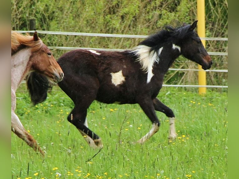 American Standardbred Mix Giumenta 1 Anno 160 cm Pezzato in Saarland