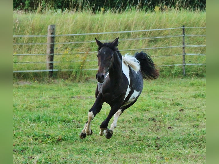 American Standardbred Mix Giumenta 1 Anno 160 cm Pezzato in Saarland