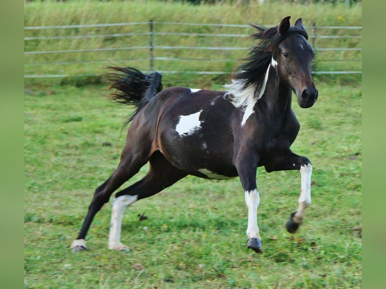 American Standardbred Mix Giumenta 1 Anno 160 cm Pezzato in Saarland