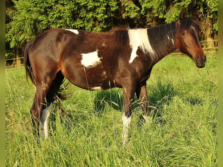 American Standardbred Mix Giumenta 1 Anno 160 cm Pezzato in Saarland