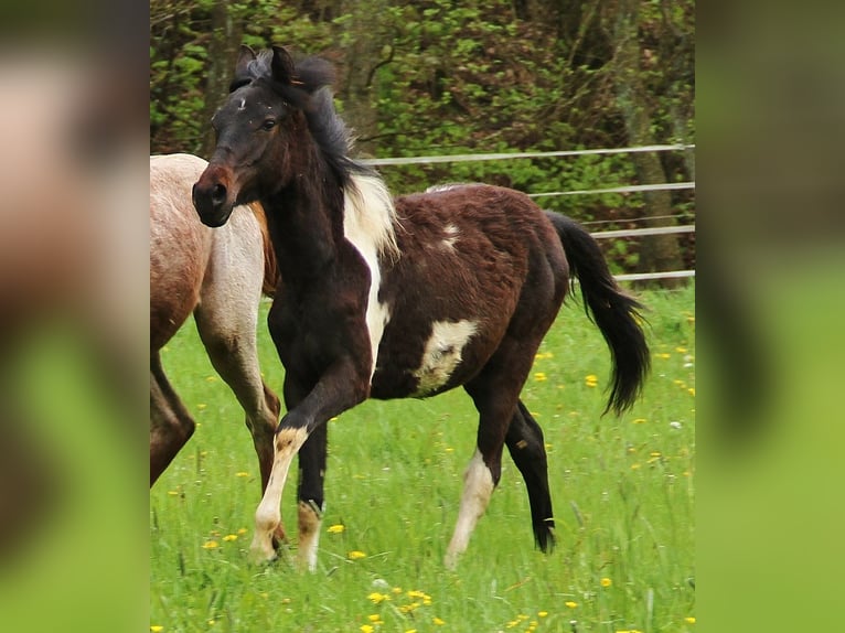 American Standardbred Mix Giumenta 1 Anno 160 cm Pezzato in Saarland