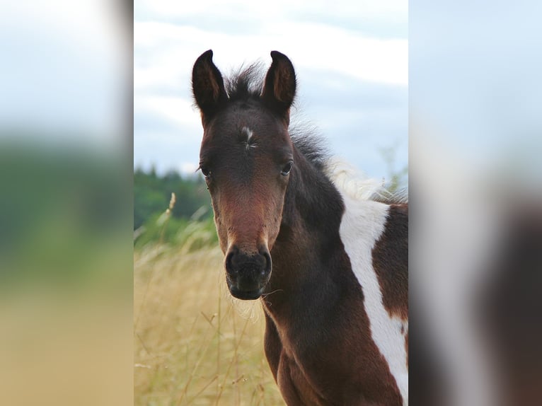 American Standardbred Giumenta 2 Anni 160 cm Pezzato in Saarland