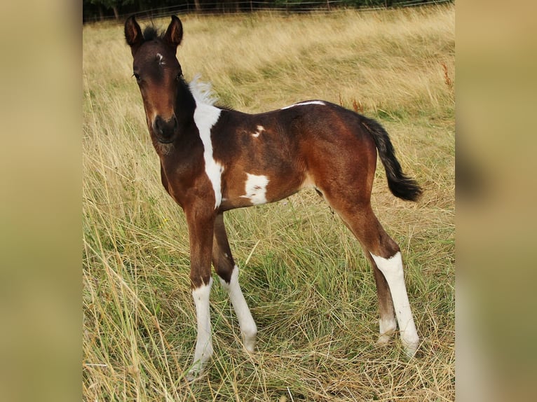 American Standardbred Giumenta 2 Anni 160 cm Pezzato in Saarland