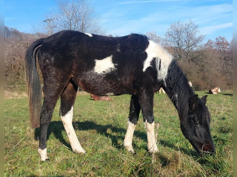 American Standardbred Giumenta 2 Anni 160 cm Pezzato in Saarland