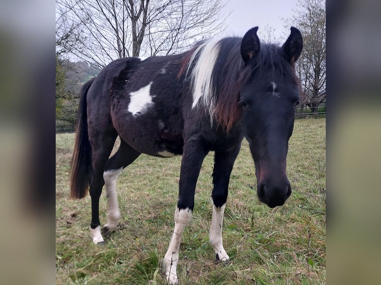 American Standardbred Giumenta 2 Anni 160 cm Pezzato in Saarland