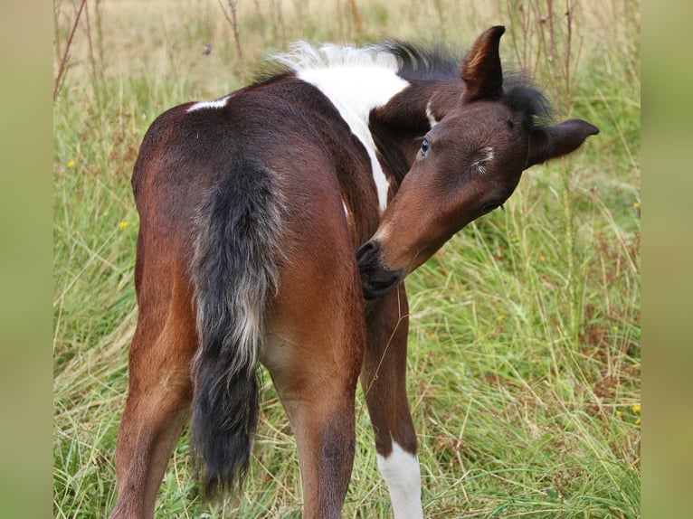 American Standardbred Giumenta 2 Anni 160 cm Pezzato in Saarland