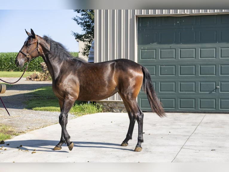 American Standardbred Giumenta 2 Anni in Narvon