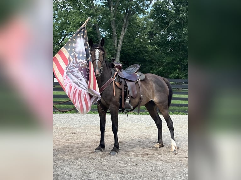 American Standardbred Giumenta 7 Anni Baio ciliegia in Collegeville