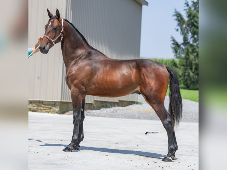 American Standardbred Hengst 2 Jaar Bruin in Narvon