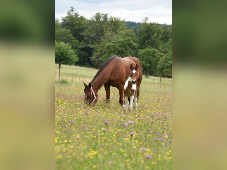 American Standardbred Hengst veulen (06/2024) 150 cm Tobiano-alle-kleuren in Schömberg