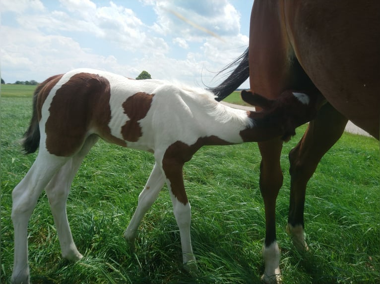 American Standardbred Hengst veulen (06/2024) 150 cm Tobiano-alle-kleuren in Schömberg