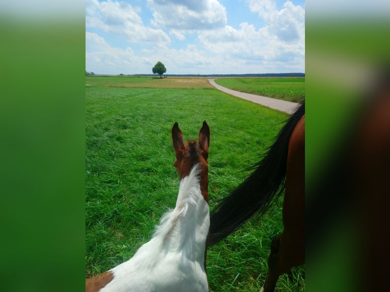 American Standardbred Hengst veulen (06/2024) 150 cm Tobiano-alle-kleuren in Schömberg