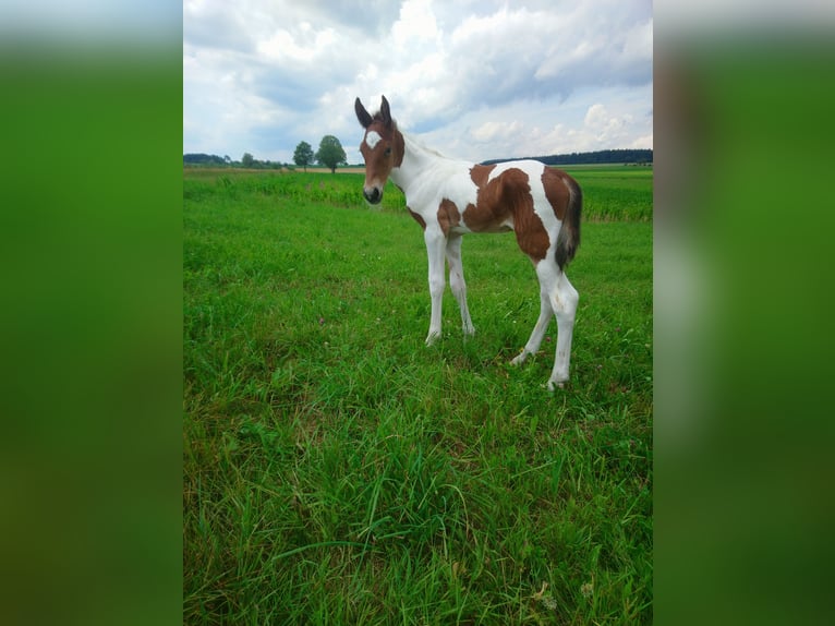 American Standardbred Hingst Föl (06/2024) 150 cm Tobiano-skäck-alla-färger in Schömberg