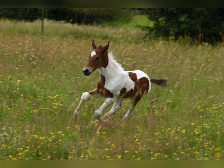 American Standardbred Hingst Föl (06/2024) 150 cm Tobiano-skäck-alla-färger in Schömberg