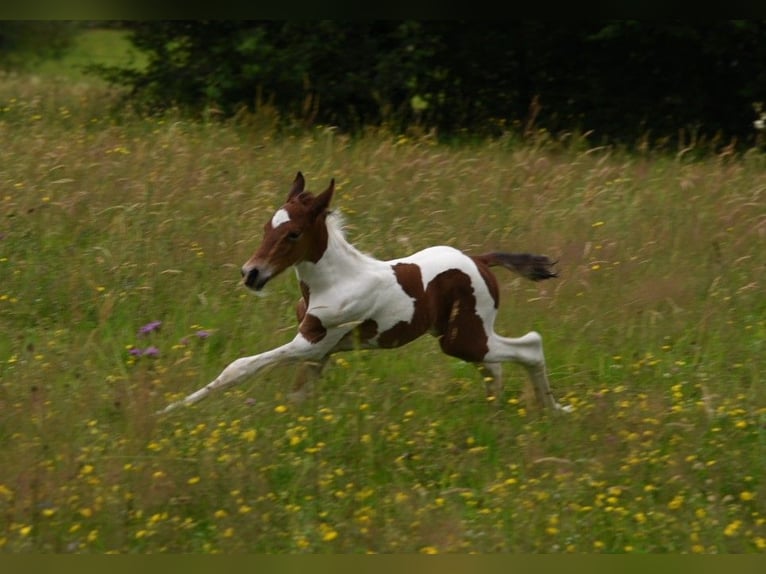 American Standardbred Hingst Föl (06/2024) 150 cm Tobiano-skäck-alla-färger in Schömberg