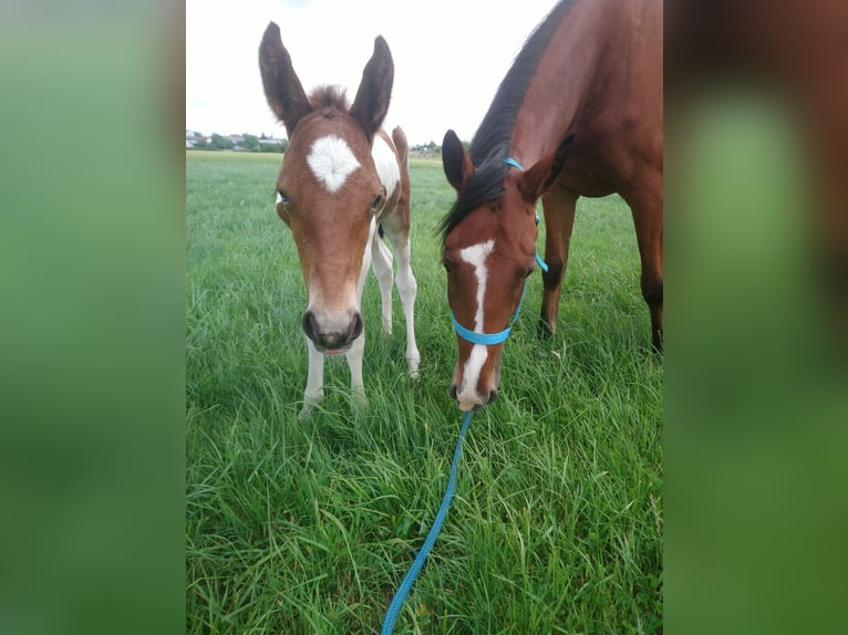 American Standardbred Hingst Föl (06/2024) 150 cm Tobiano-skäck-alla-färger in Schömberg