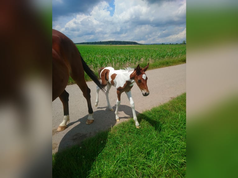 American Standardbred Hingst Föl (06/2024) 150 cm Tobiano-skäck-alla-färger in Schömberg