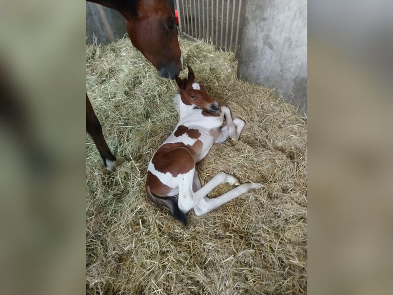 American Standardbred Hingst Föl (06/2024) 150 cm Tobiano-skäck-alla-färger in Schömberg