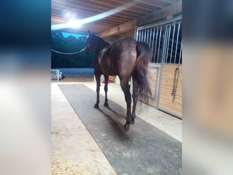 American Standardbred Mare 10 years 16 hh Bay-Dark in Walhonding