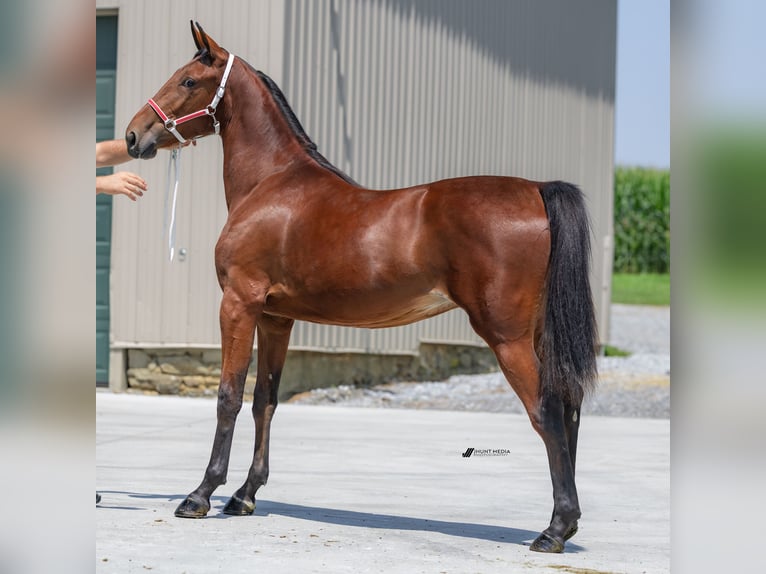 American Standardbred Mare 1 year 14,3 hh in Narvon American Standardbred Mare 1 year 14,3 hh in Narvon