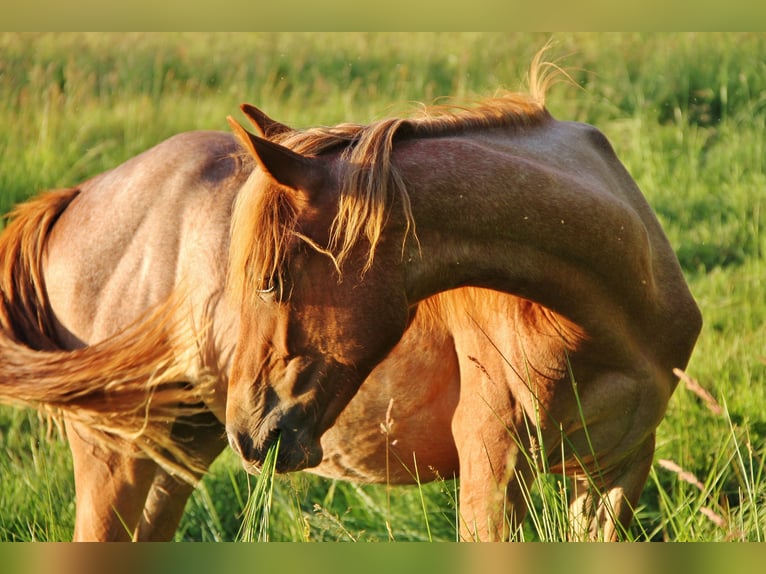 American Standardbred Mare 1 year 15,2 hh Roan-Red in Saarland