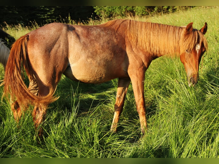 American Standardbred Mare 1 year 15,2 hh Roan-Red in Saarland