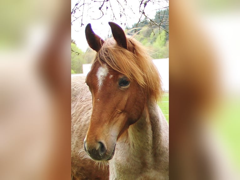 American Standardbred Mare 1 year 15,2 hh Roan-Red in Saarland