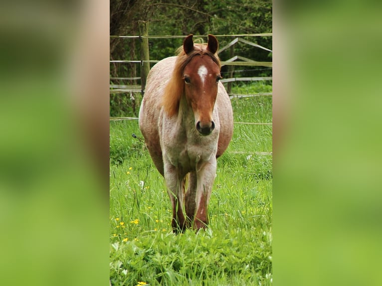 American Standardbred Mare 1 year 15,2 hh Roan-Red in Saarland