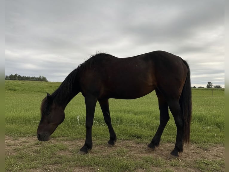 American Standardbred Mare 20 years 16 hh Bay-Dark in Vilnius