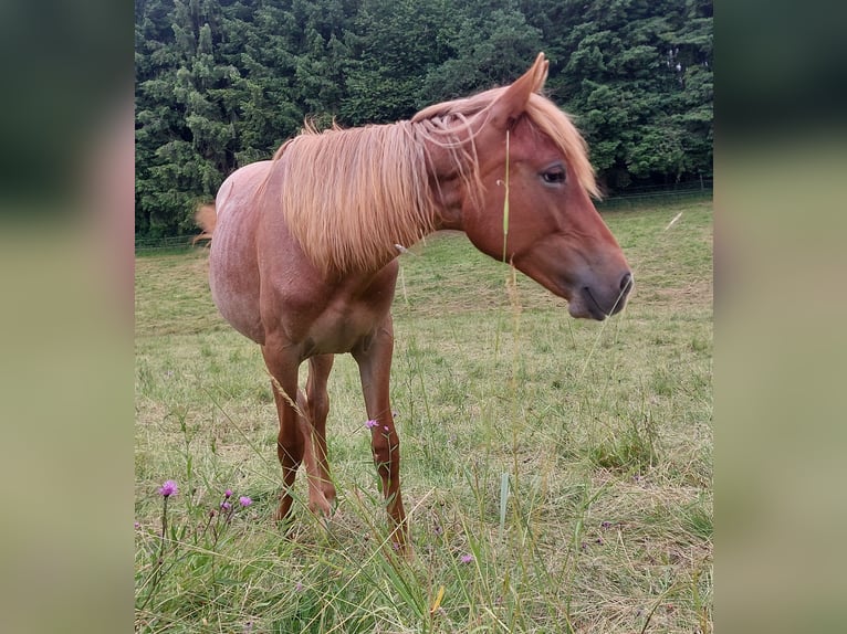 American Standardbred Mare 2 years 15,2 hh Roan-Red in Saarland