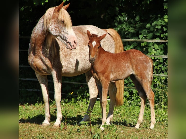 American Standardbred Mare 2 years 15,2 hh Roan-Red in Saarland