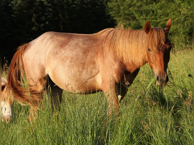 American Standardbred Mare 2 years 15,2 hh Roan-Red in Saarland