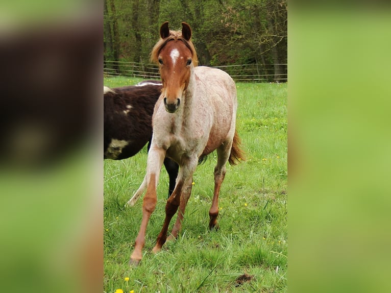 American Standardbred Mare 2 years 15,2 hh Roan-Red in Saarland