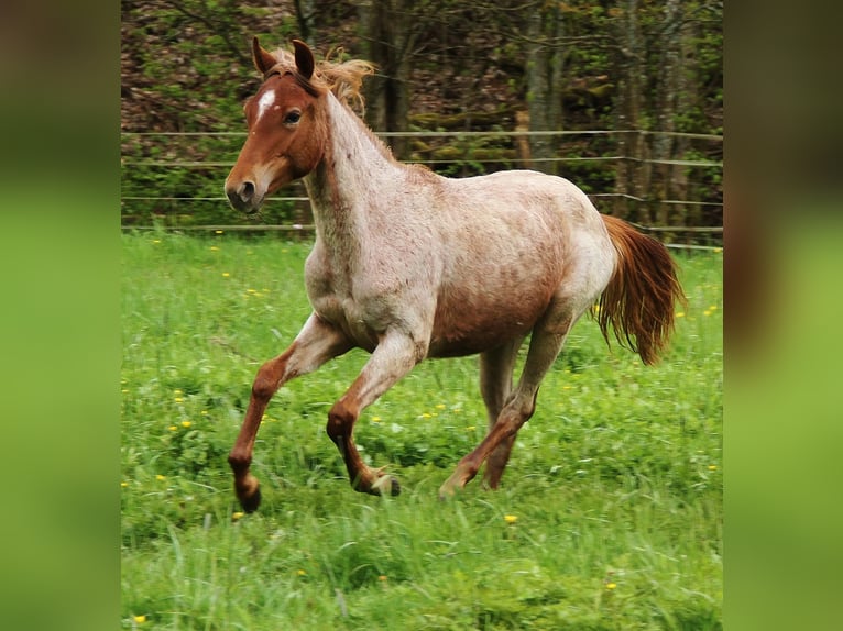 American Standardbred Mare 2 years 15,2 hh Roan-Red in Saarland