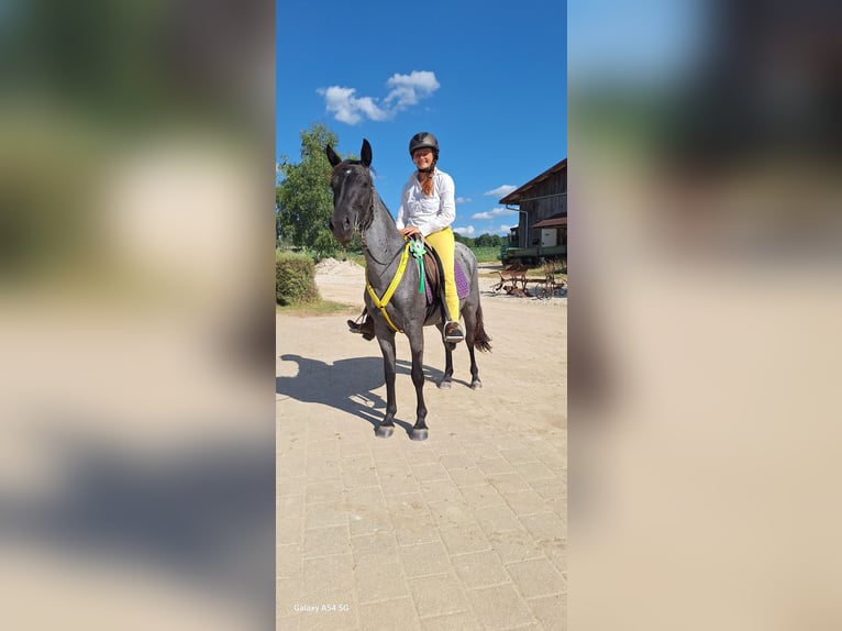 American Standardbred Mare 4 years 13,2 hh Roan-Blue in Heitersheim
