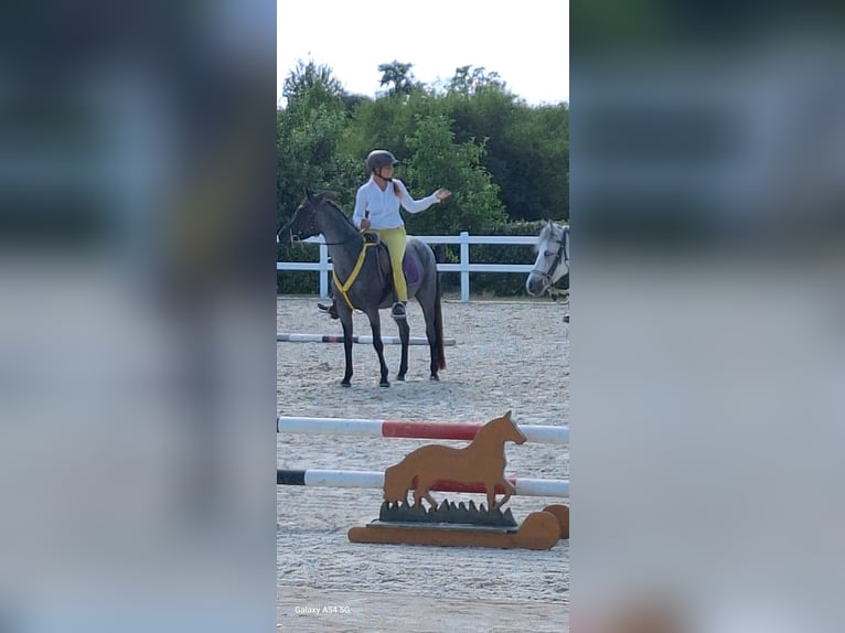 American Standardbred Mare 4 years 13,2 hh Roan-Blue in Heitersheim
