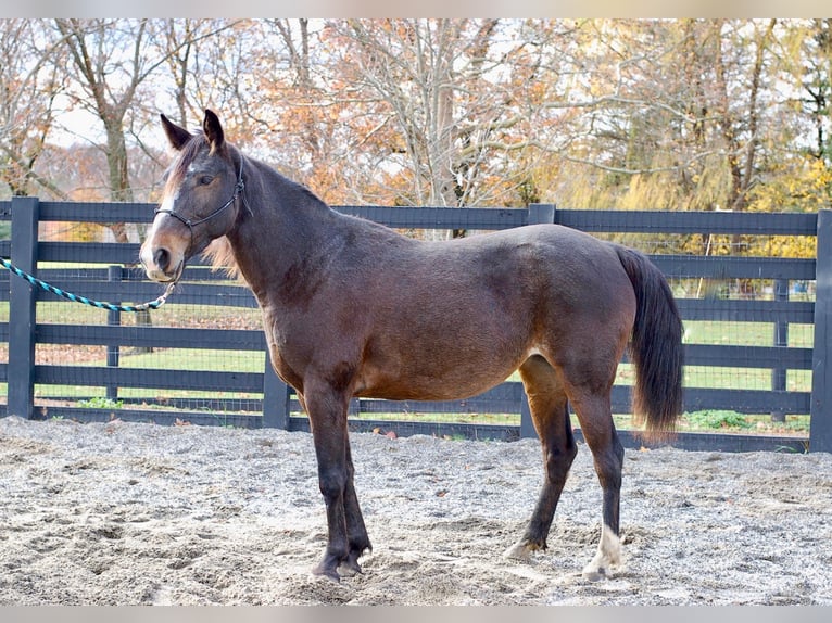 American Standardbred Mare 7 years Bay in Collegeville