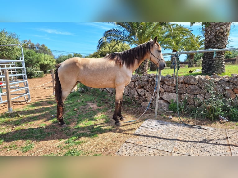 American Standardbred Merrie 10 Jaar 159 cm Buckskin in Heitersheim