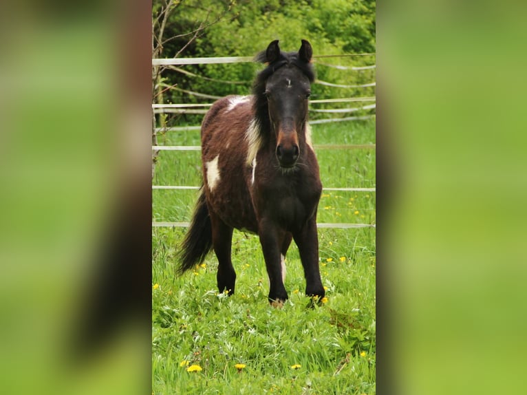 American Standardbred Mix Merrie 1 Jaar 160 cm Gevlekt-paard in Saarland