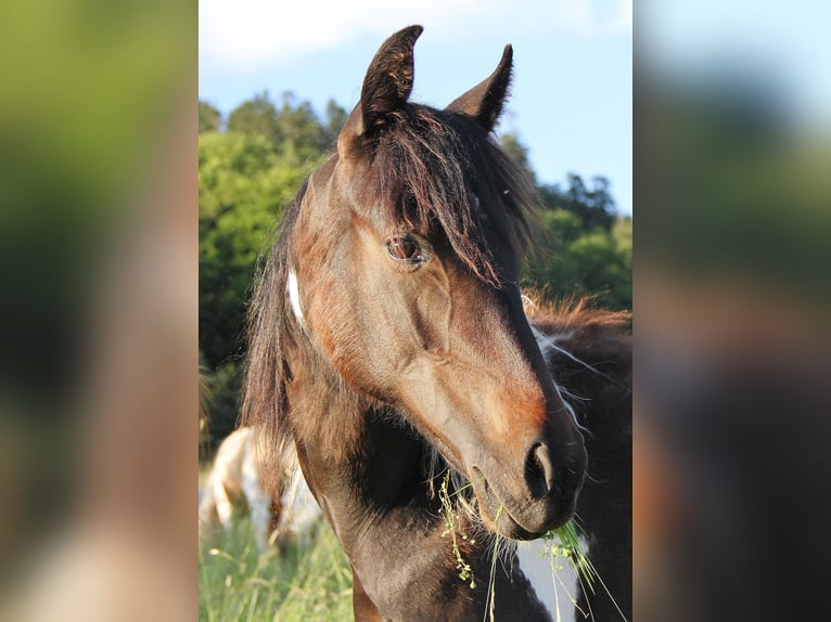 American Standardbred Mix Merrie 1 Jaar 160 cm Gevlekt-paard in Saarland