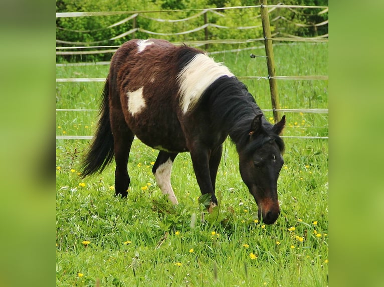 American Standardbred Mix Merrie 1 Jaar Gevlekt-paard in Birkenfeld