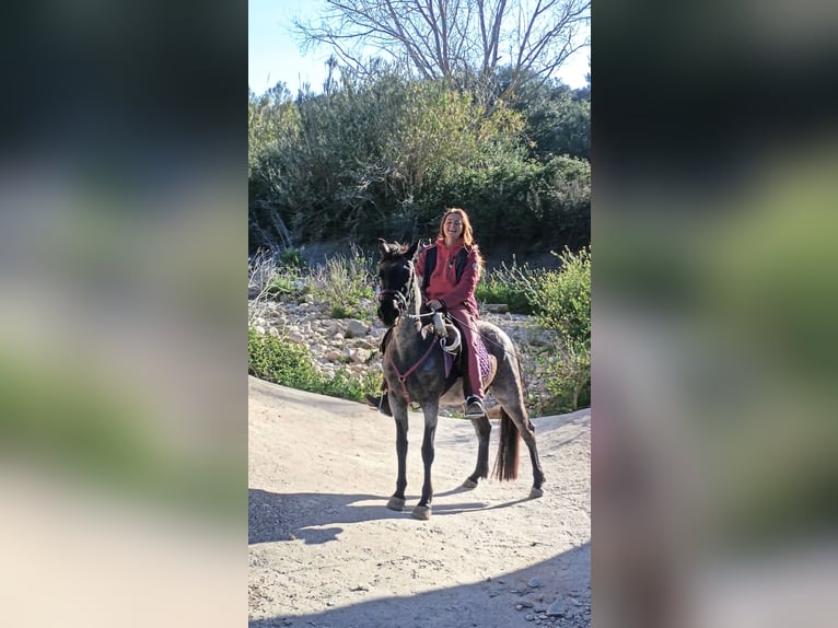 American Standardbred Merrie 4 Jaar 139 cm Roan-Blue in Heitersheim