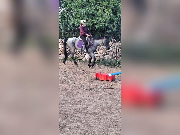 American Standardbred Merrie 4 Jaar 139 cm Roan-Blue in Heitersheim