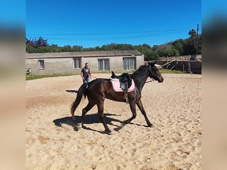 American Standardbred Merrie 4 Jaar 156 cm Bruin in Ciutadella De Menorca