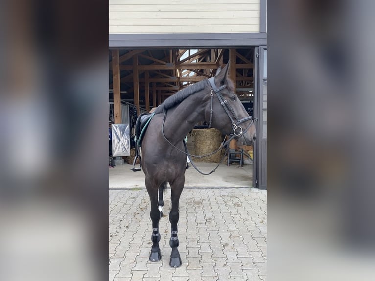 American Standardbred Merrie 5 Jaar 158 cm Donkerbruin in Vilnius