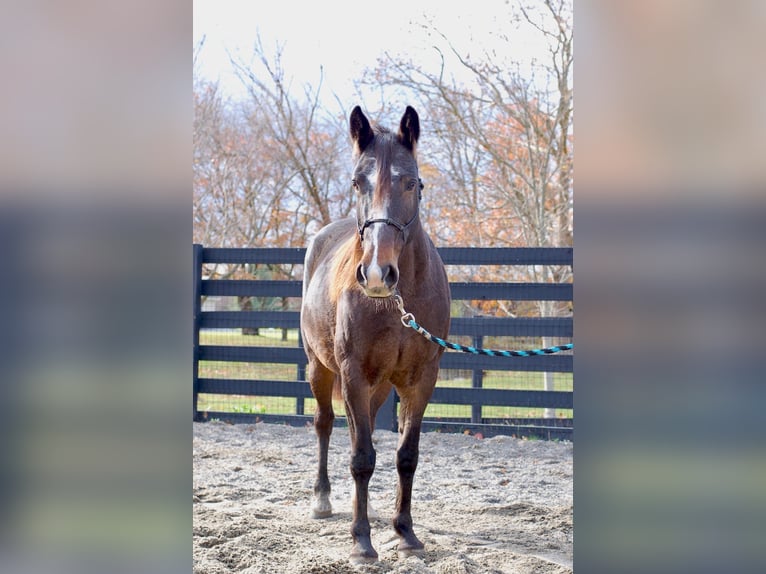 American Standardbred Merrie 8 Jaar Roodbruin in Collegeville