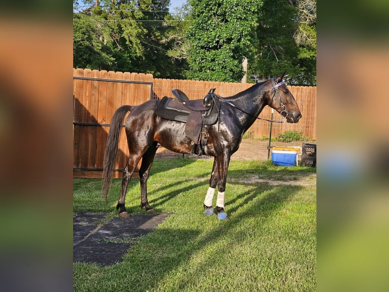 American Standardbred Ruin 10 Jaar 163 cm Donkerbruin in Humble
