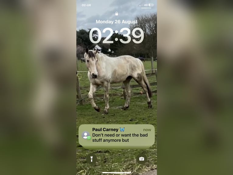 American Standardbred Mix Ruin 8 Jaar Tobiano-alle-kleuren in Surrey