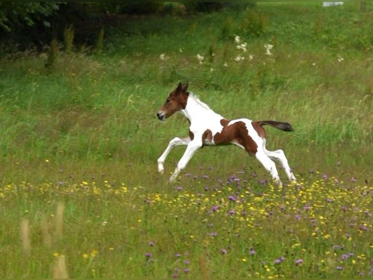 American Standardbred Stallion Foal (06/2024) 14,2 hh Tobiano-all-colors in Schömberg