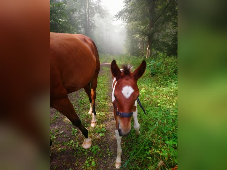 American Standardbred Stallion Foal (06/2024) 14,2 hh Tobiano-all-colors in Schömberg